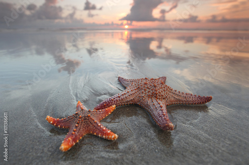Obraz na płótnie Two starfish on summer beach