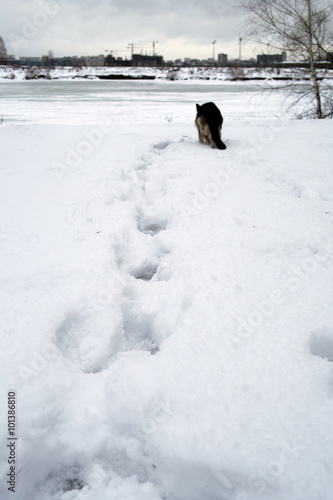 Dog In Snow Field