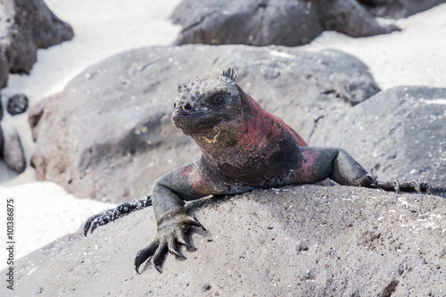 Marine iguana on top of a rock. Selective focus on the head of the animal, background is out of focus.