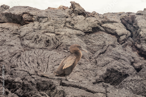 Flightless cormorant with rocks of ropy pahoehoe. Selective focus on the bird. The background softens as distance increases. photo