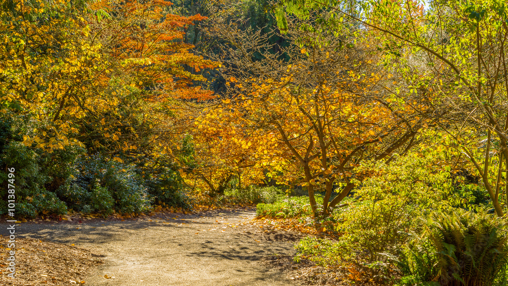 Washington park arboretum, Autumn Washington park arboretum, Autumn