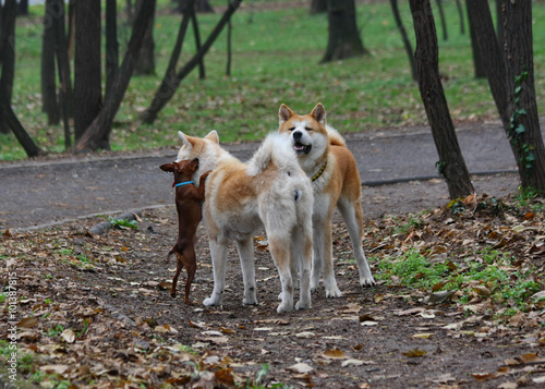 фотографія Miniature Pinscher futile try