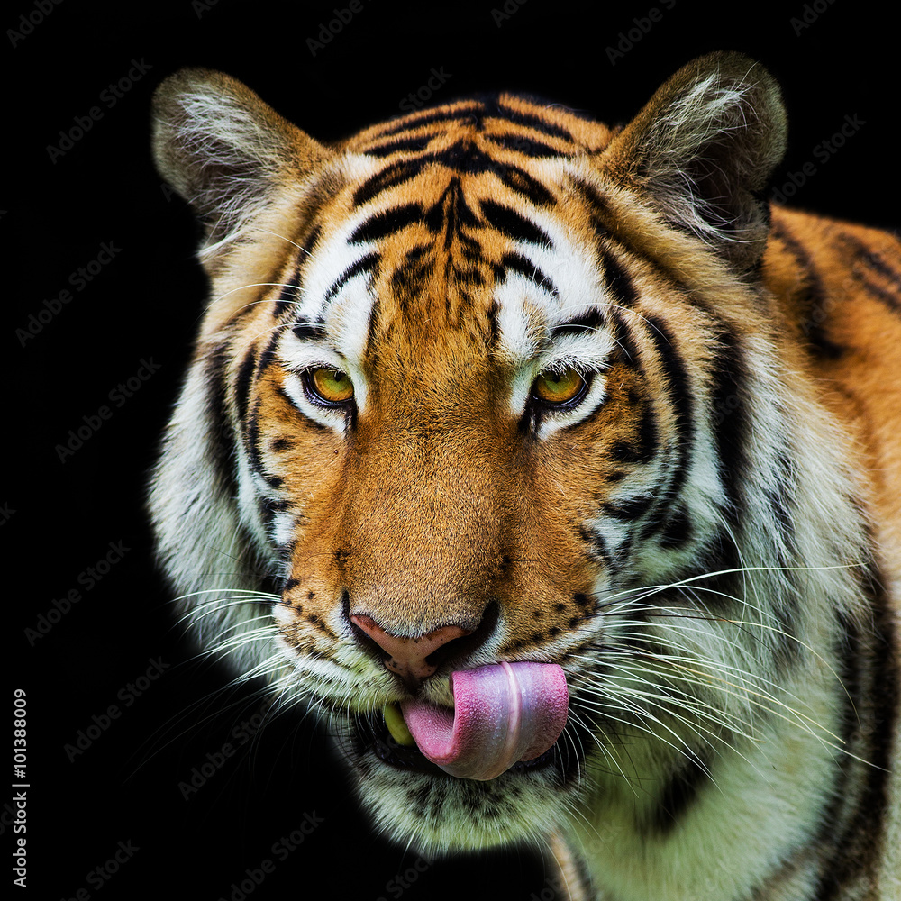 Fototapeta premium Tiger