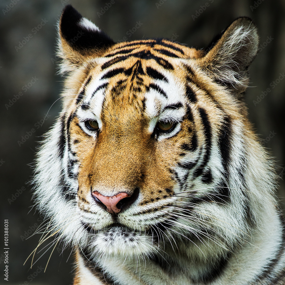 Fototapeta premium Tiger