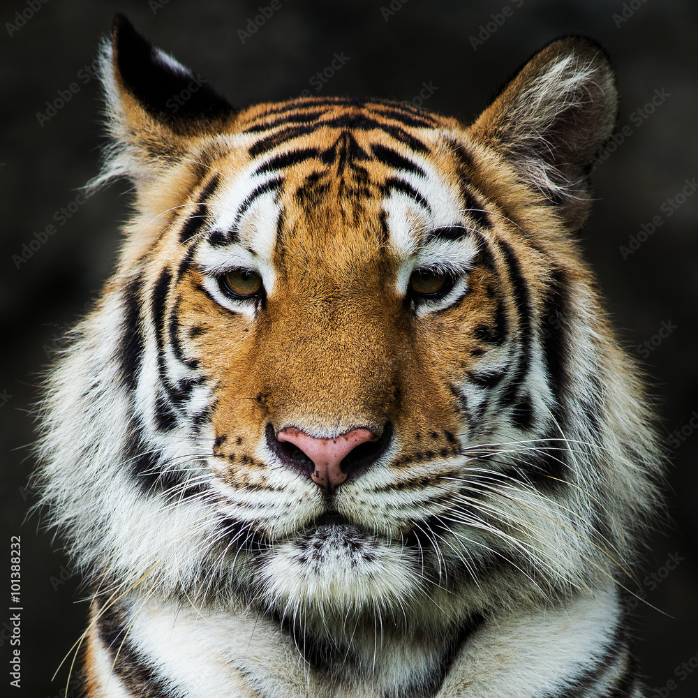 Tiger, Tiger,