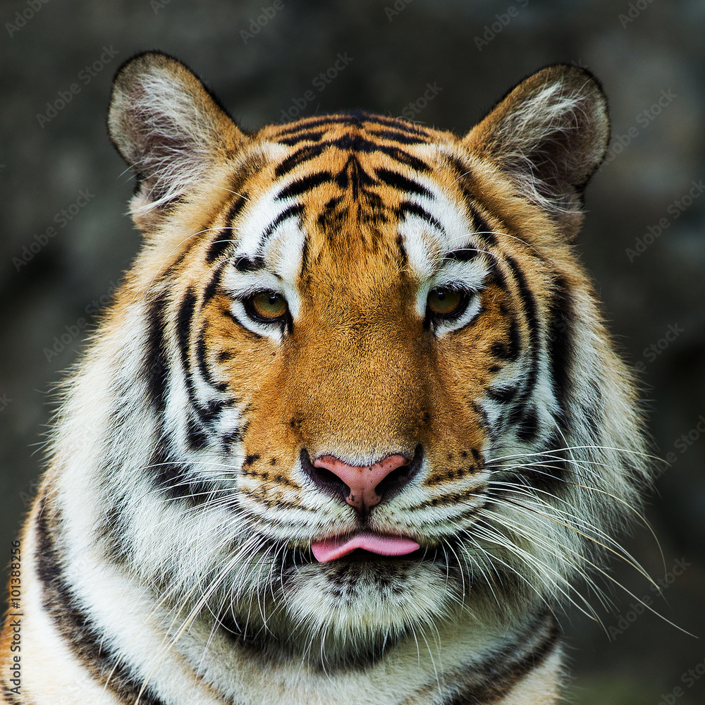 Fototapeta premium Tiger,