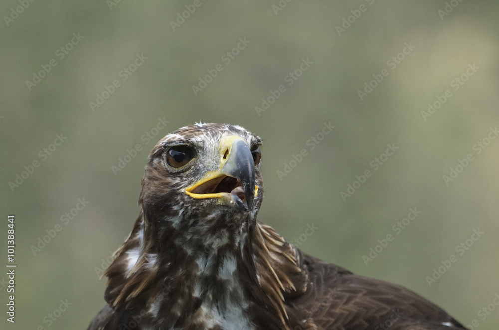Steinadler 3