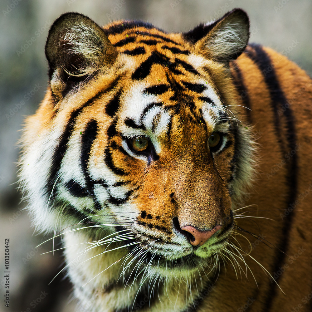Obraz premium Tiger