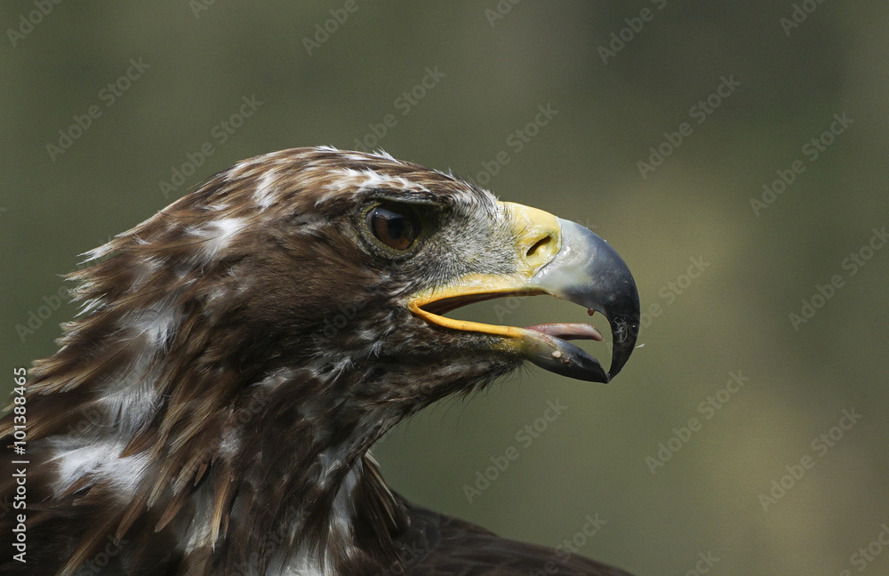 Steinadler 2