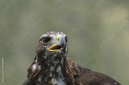 Obraz na płótnie Steinadler 3 w salonie