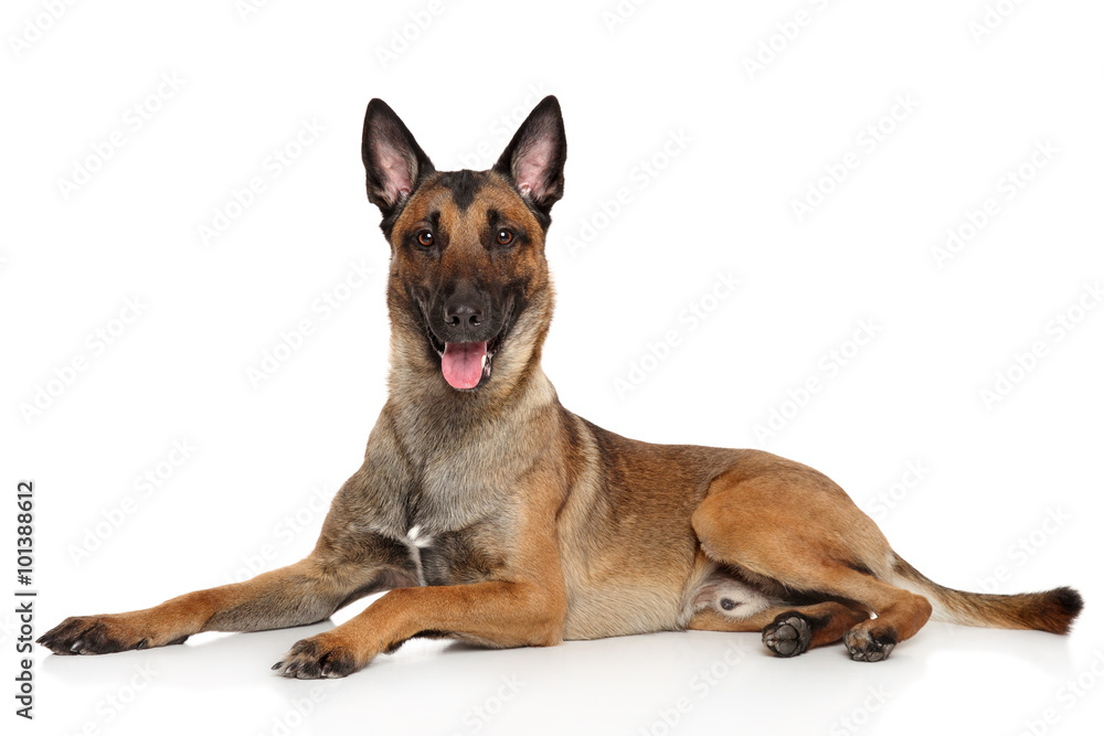 Belgian Shepherd dog Malinois