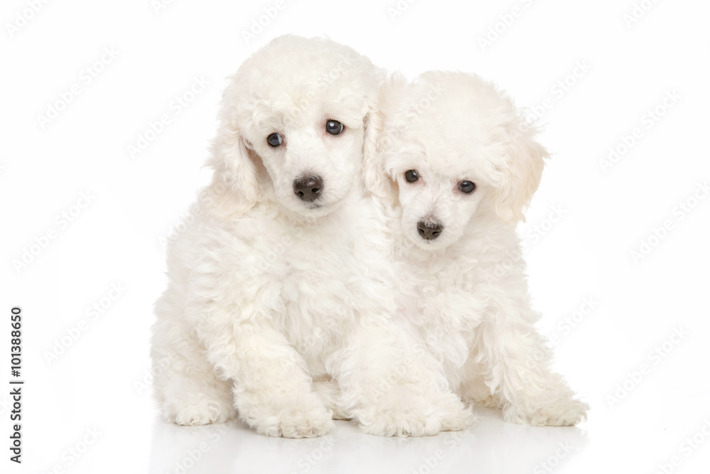 White Poodle puppies