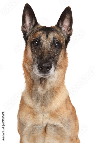 Belgian Shepherd dog Malinois