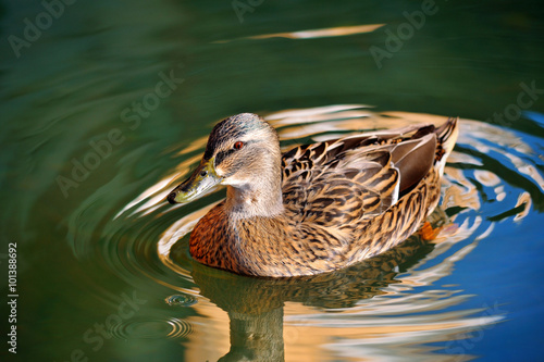 wild duck and circles on the water around