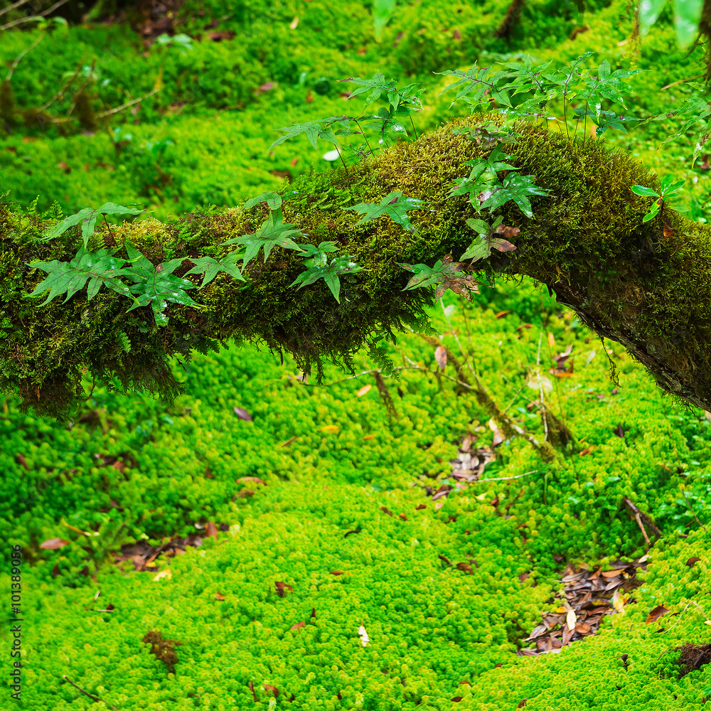 The integrity of the forest. Doi Inthanon National Park. Chiang The integrity of the forest. Doi Inthanon National Park. Chiang