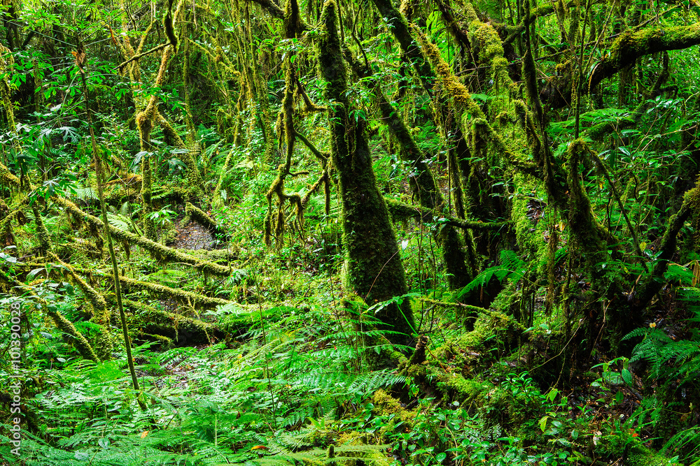The integrity of the forest. Doi Inthanon National Park. Chiang The integrity of the forest. Doi Inthanon National Park. Chiang
