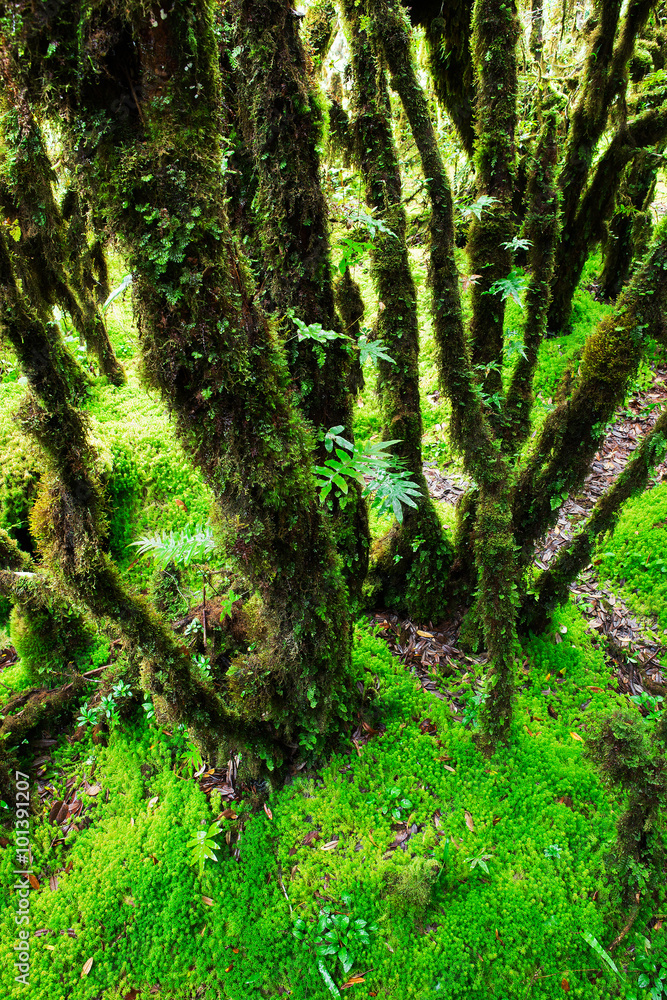 The integrity of the forest. The integrity of the forest.