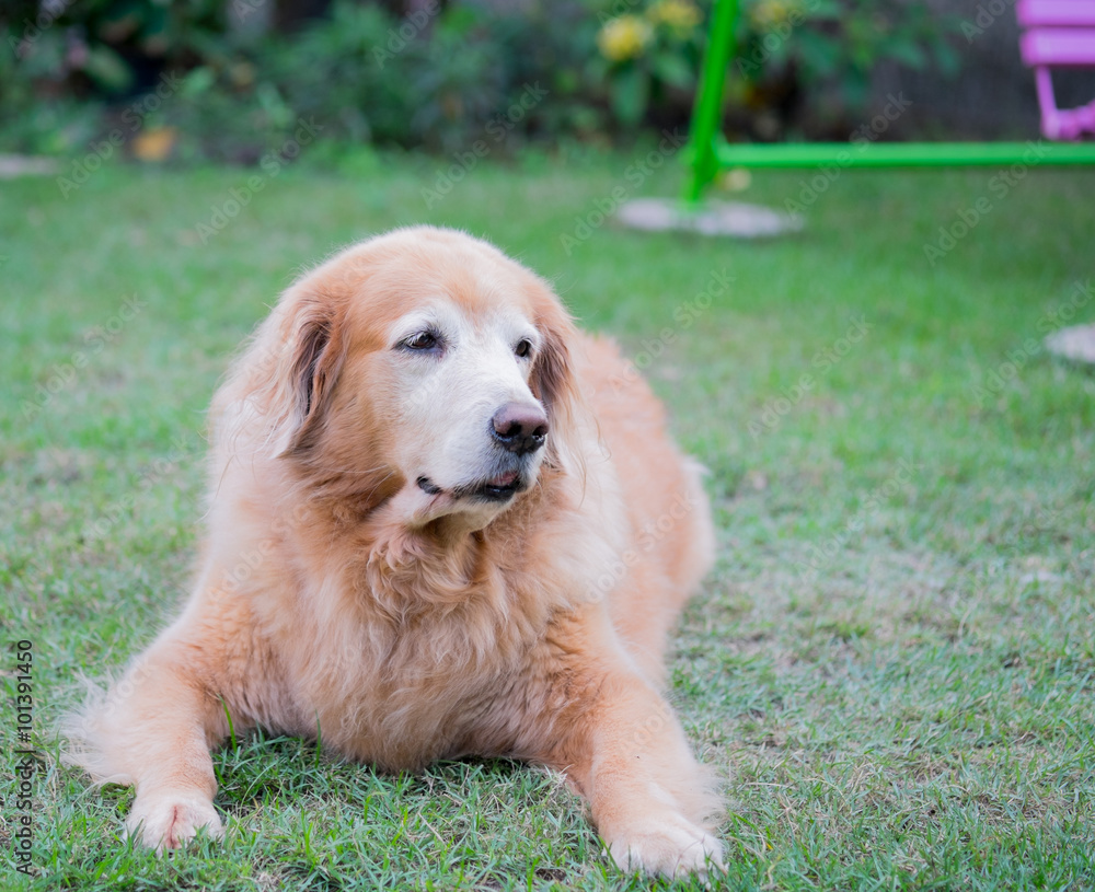 Golden retriever dog sitting on the grass Golden retriever dog sitting on the grass