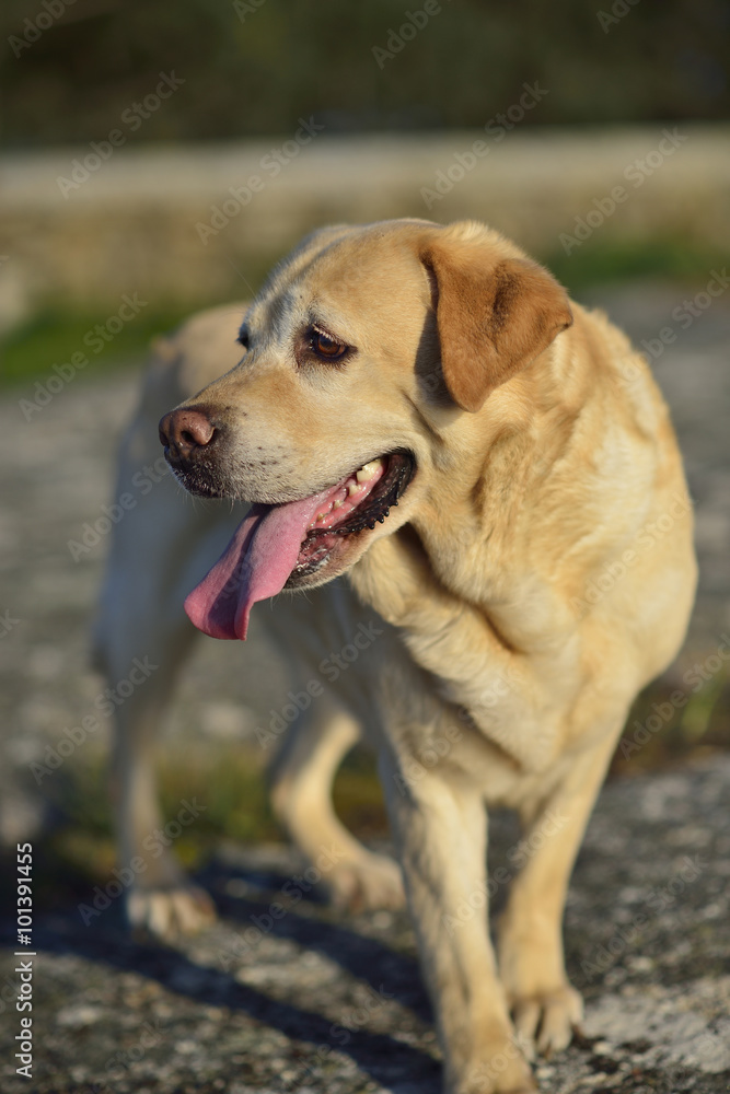 Nice Labrador retriever in the meadow Nice Labrador retriever in the meadow