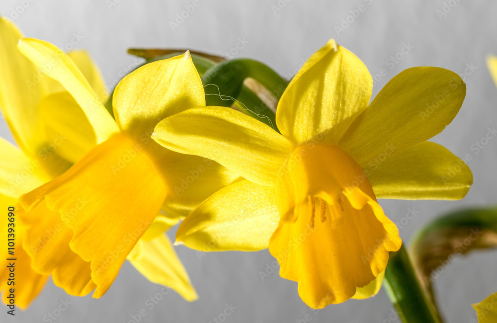 Obraz premium Narcissus pseudonarcissus