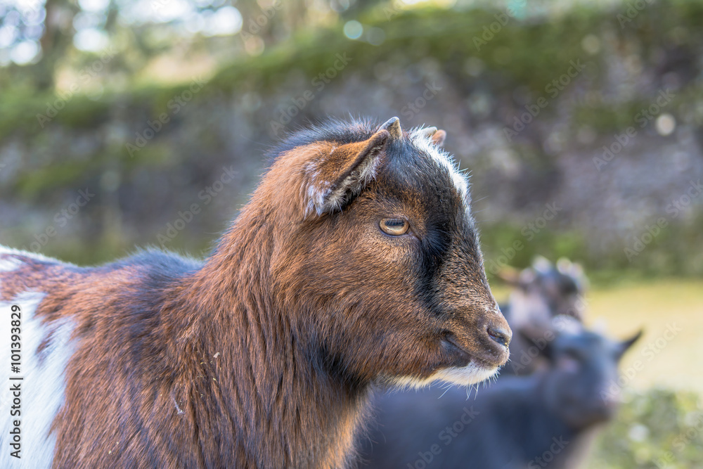 Obraz premium Baby Ziege