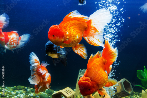 Photo Goldfish in aquarium with green plants