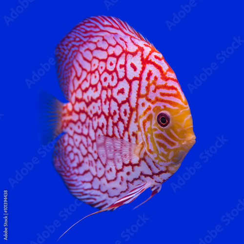Pompadour (Discus) fish