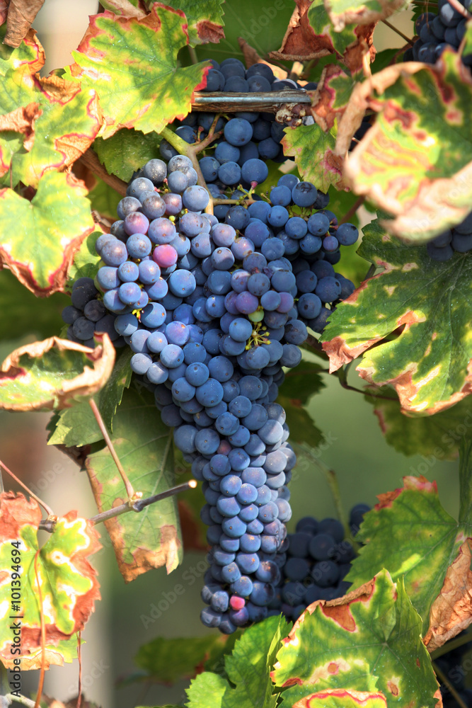 Obraz premium Lombardia,Pavia,Oltrepò Pavese.