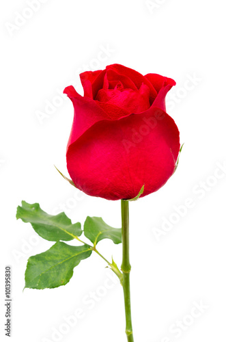 single red rose isolated on white background