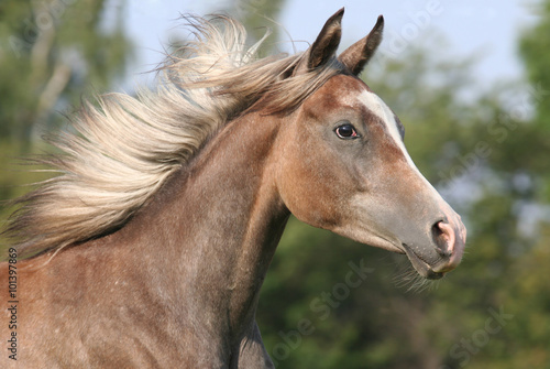 Portrait of running arabian horse