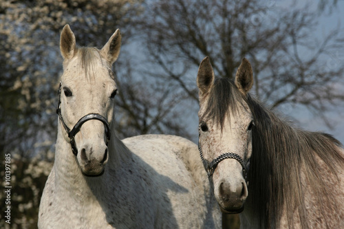 Portrait of two white horses