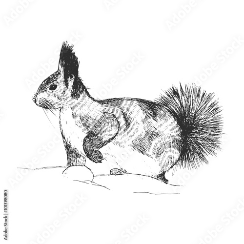 Squirrel sketch art hand drawn. Illustration vector