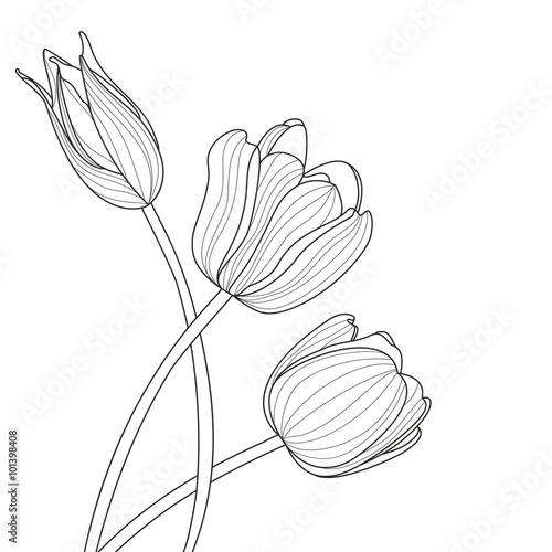 Beautiful tulip flowers line illustration. Vector abstract black