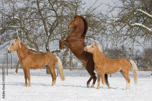 Three horses in snowy landscape © lenkadan