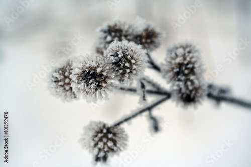 Arctium burrs covered with snow © Marta Jonina
