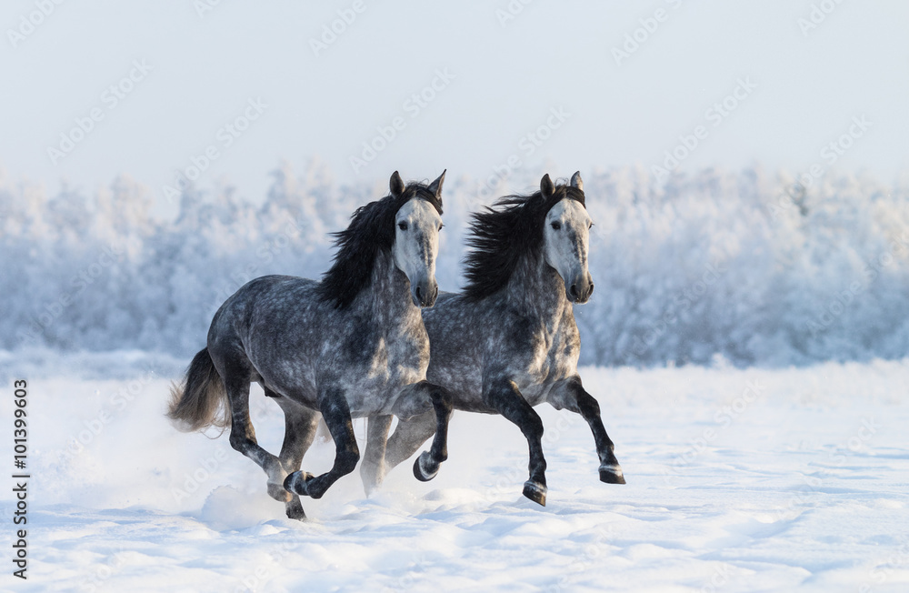 Naklejka premium Two galloping dapple-grey Purebred Spanish horses