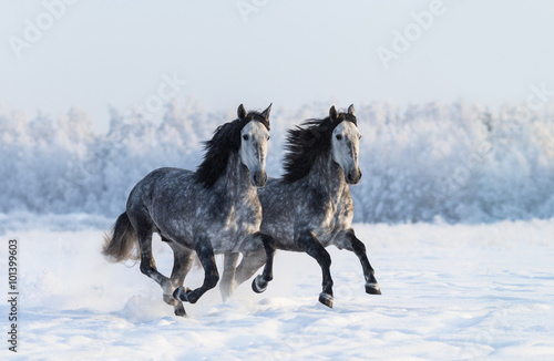 Two galloping dapple-grey Purebred Spanish horses