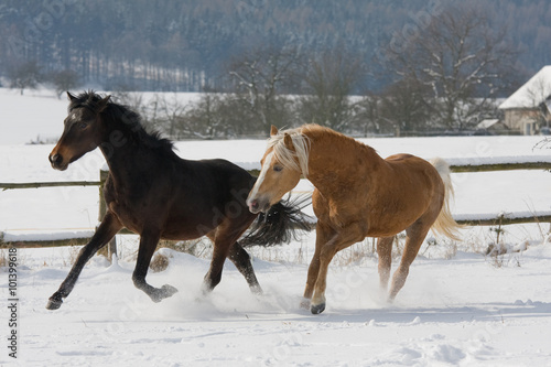 Two horses running throught snowy landscape