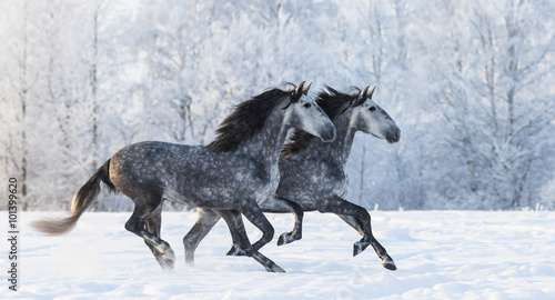 Two running grey Purebred Spanish horses