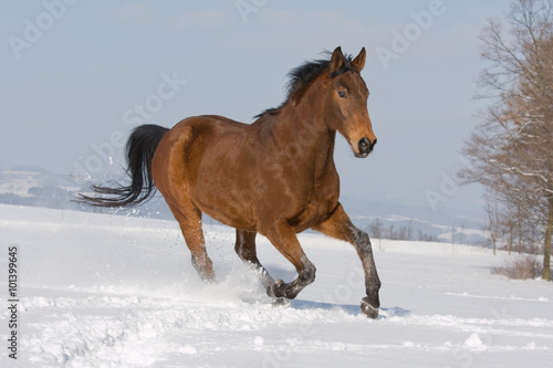 Portrait of running brown horse
