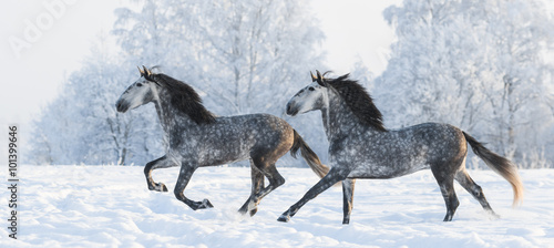 Fototapeta Naklejka Na Ścianę i Meble -  Two grey stallions run gallop in winter
