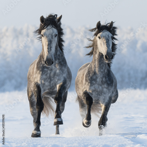 Two galloping Spanish horses