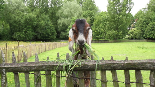 Anglo-Nubian goat on a farm of the park Fond'roy (Uccle, Brussels) photo