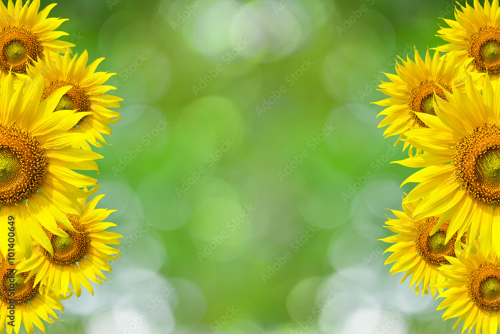 Obraz premium Sunflower Background for presentation/Sunflo wer Background