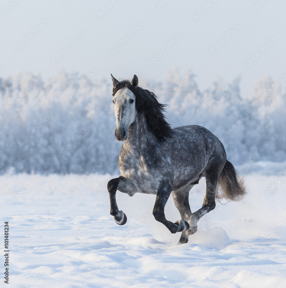 Purebred horse galloping across a winter snowy meadow Purebred horse galloping across a winter snowy meadow