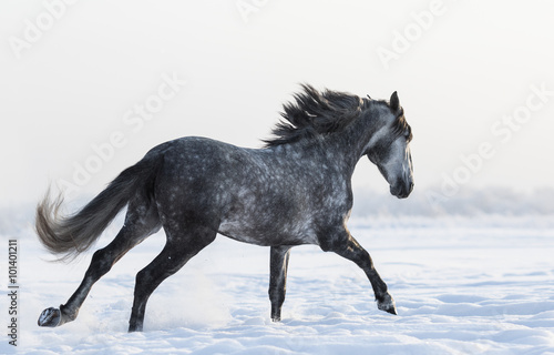 Dapple-grey horse galloping on field at winter time © Kseniya Abramova