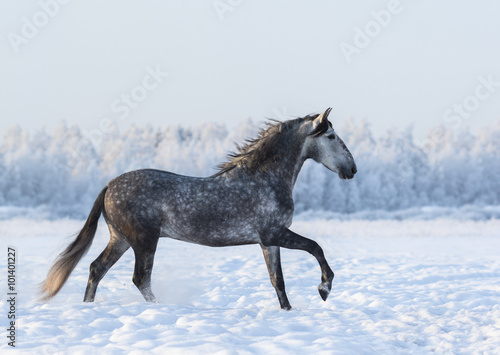 Dapple-grey horse cantering on field at winter time © Kseniya Abramova