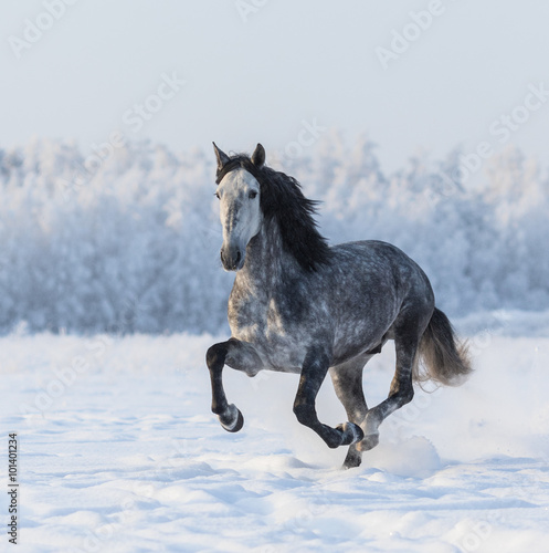 Purebred horse galloping across a winter snowy meadow