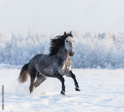 Gray Andalusian horse galloping on meadow in fresh snow