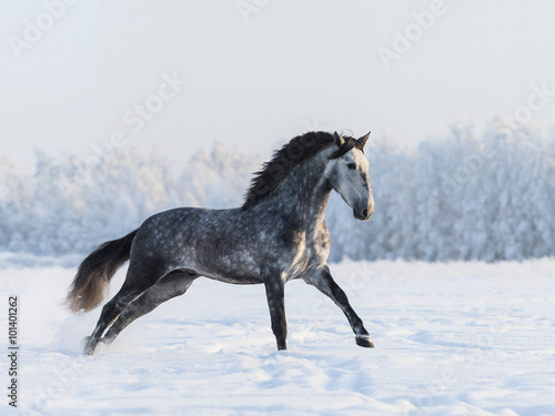 Dapple-grey horse galloping on field at winter time
